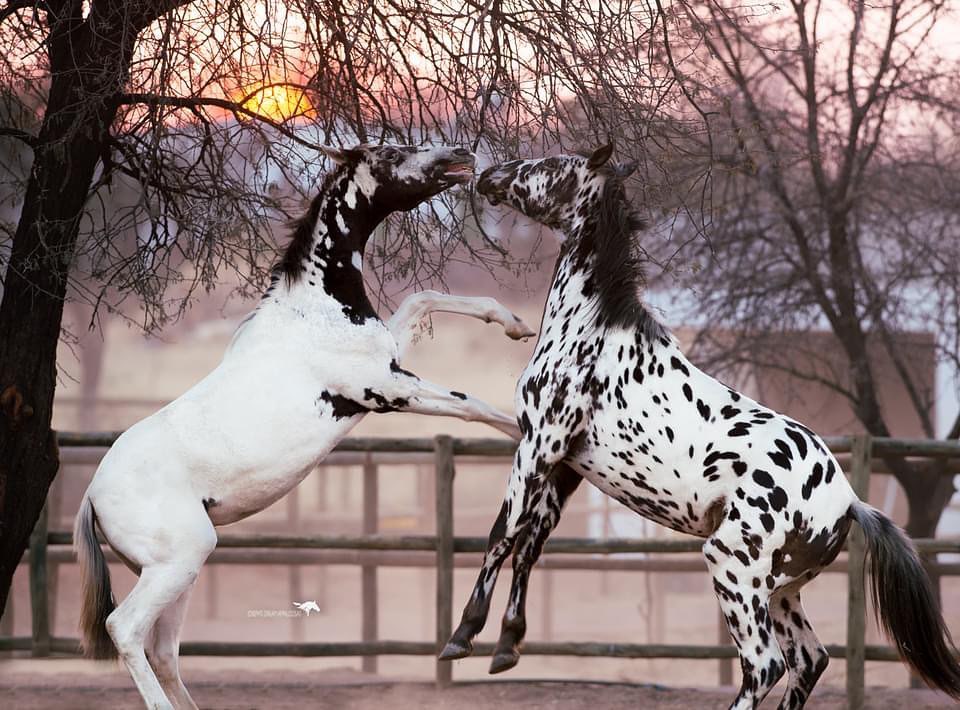 Spirit Bird and Raincatcher - Appaloosa Horses